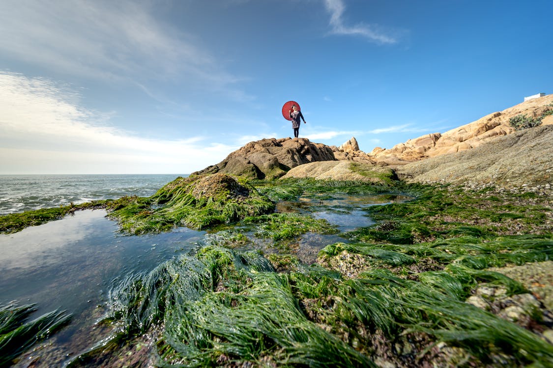 Algae Biofuels: The Future of Sustainable Energy