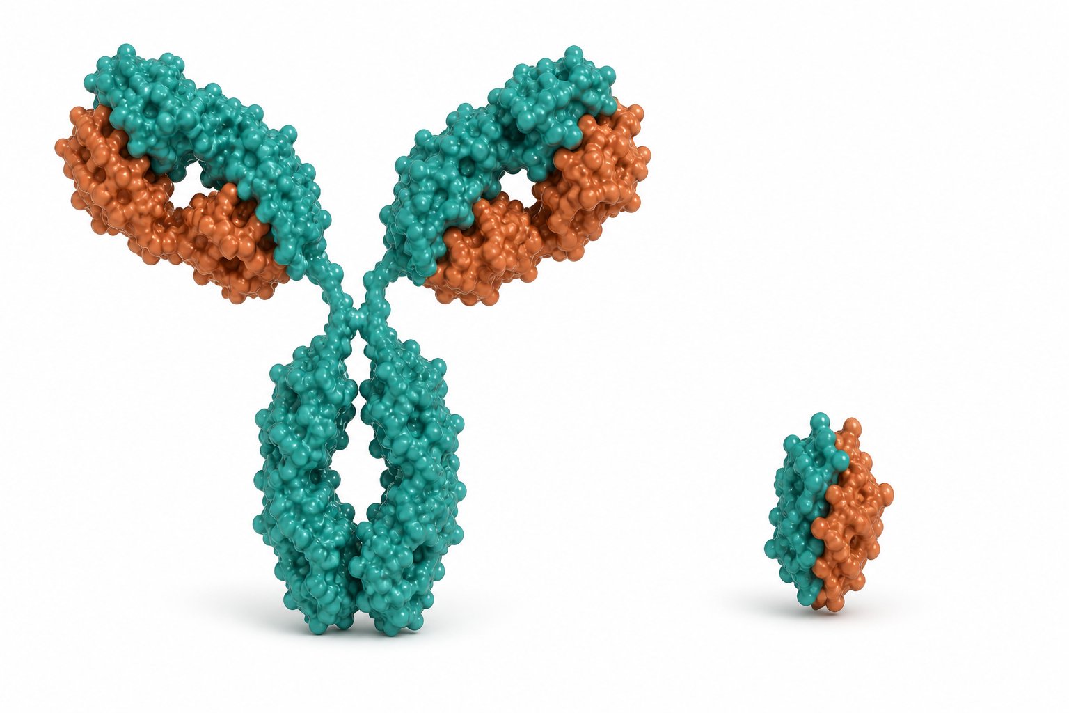 Comparison illustration of a full monoclonal antibody beside a much smaller nanobody fragment